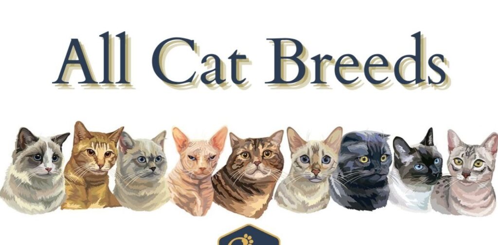 Why Breed Matters in Choosing Your Ideal Cat